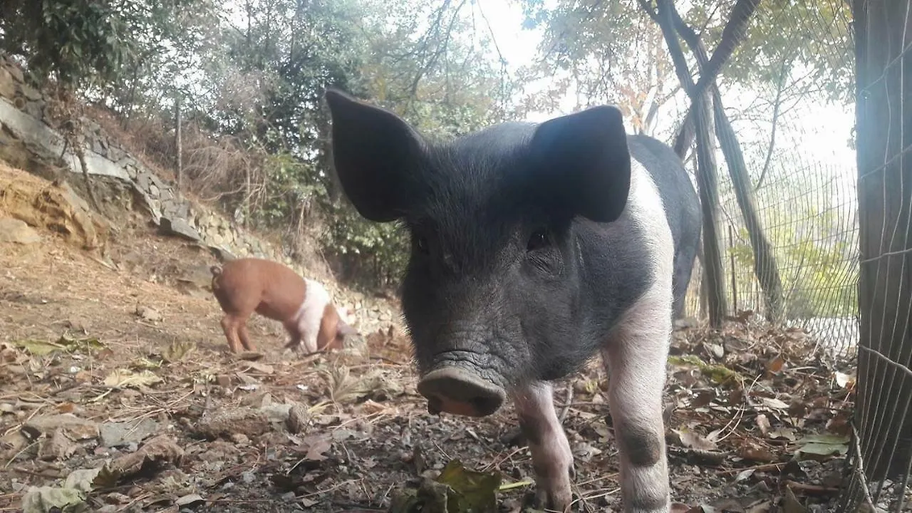 Agriturismo Fattoria Montecontessa Villa Genua
